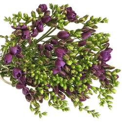 Freesie blau gefüllt Biscaya 22 Gramm