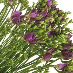 Freesie blau gefüllt Biscaya 22 Gramm