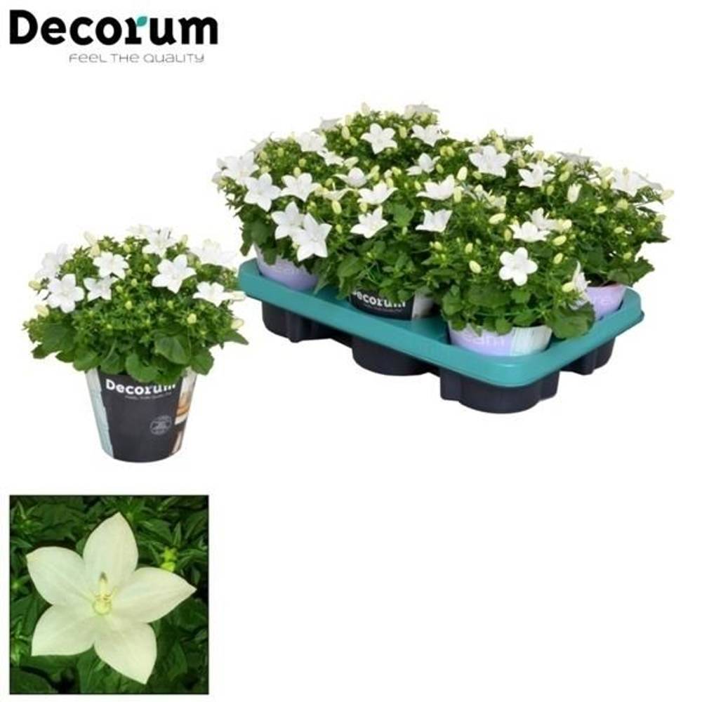 Campanula weiss Atlanta T11 H020