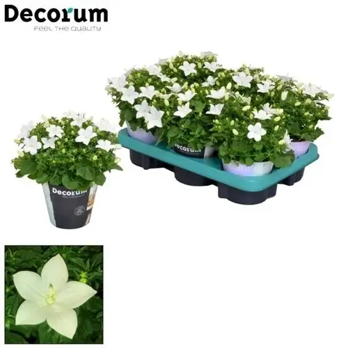 Campanula weiss Atlanta T11 H020