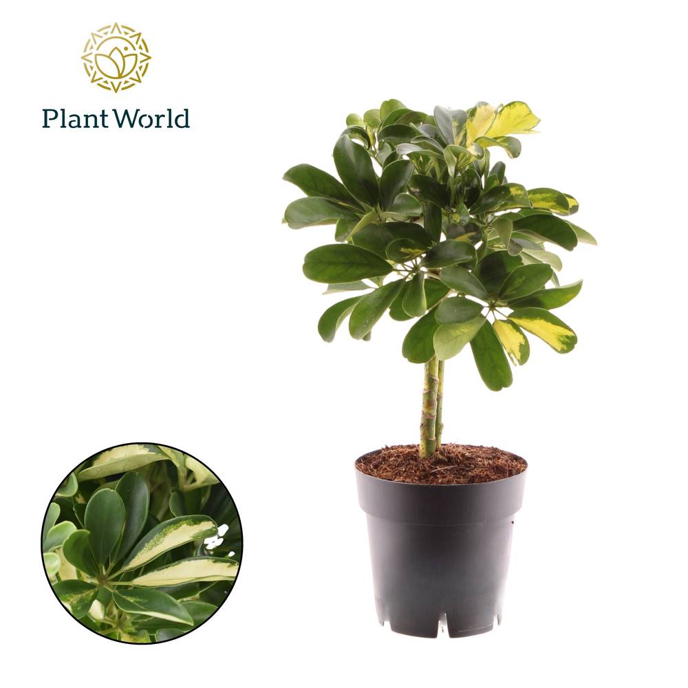 Schefflera Gold Cap auf Stamm T14 H045