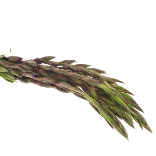Gladiole lila Chemistry 95cm