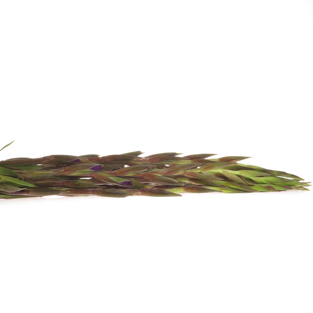 Gladiole lila Chemistry 95cm
