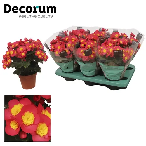 Begonie rosa/gelb Valentino T14 H32