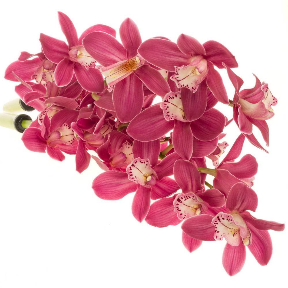 Mini Cymbidium rosa Mon Cerise 40cm 8+Blüte