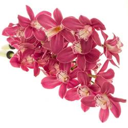 Mini Cymbidium rosa Mon Cerise 40cm 8+Blüte