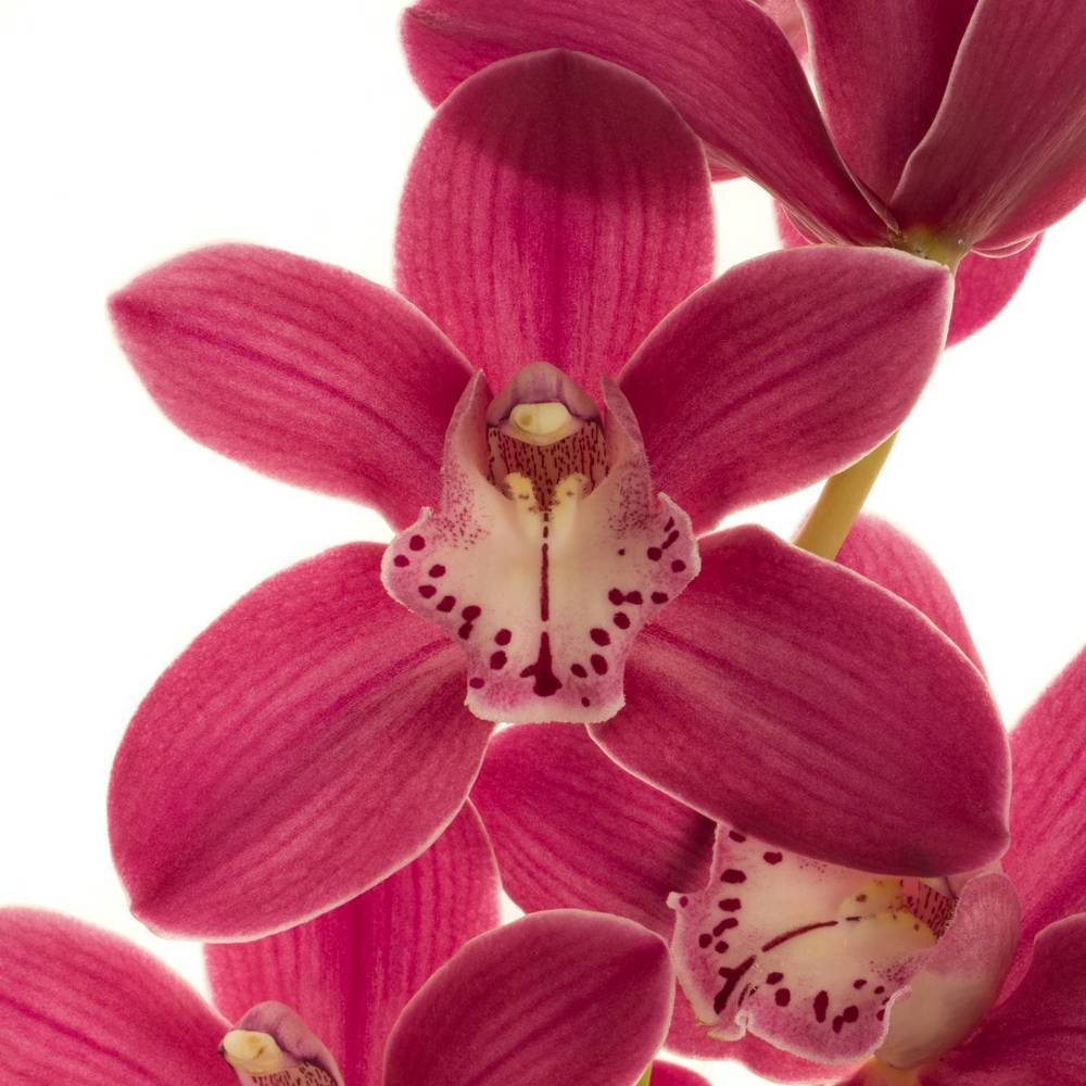Mini Cymbidium rosa Mon Cerise 40cm 8+Blüte
