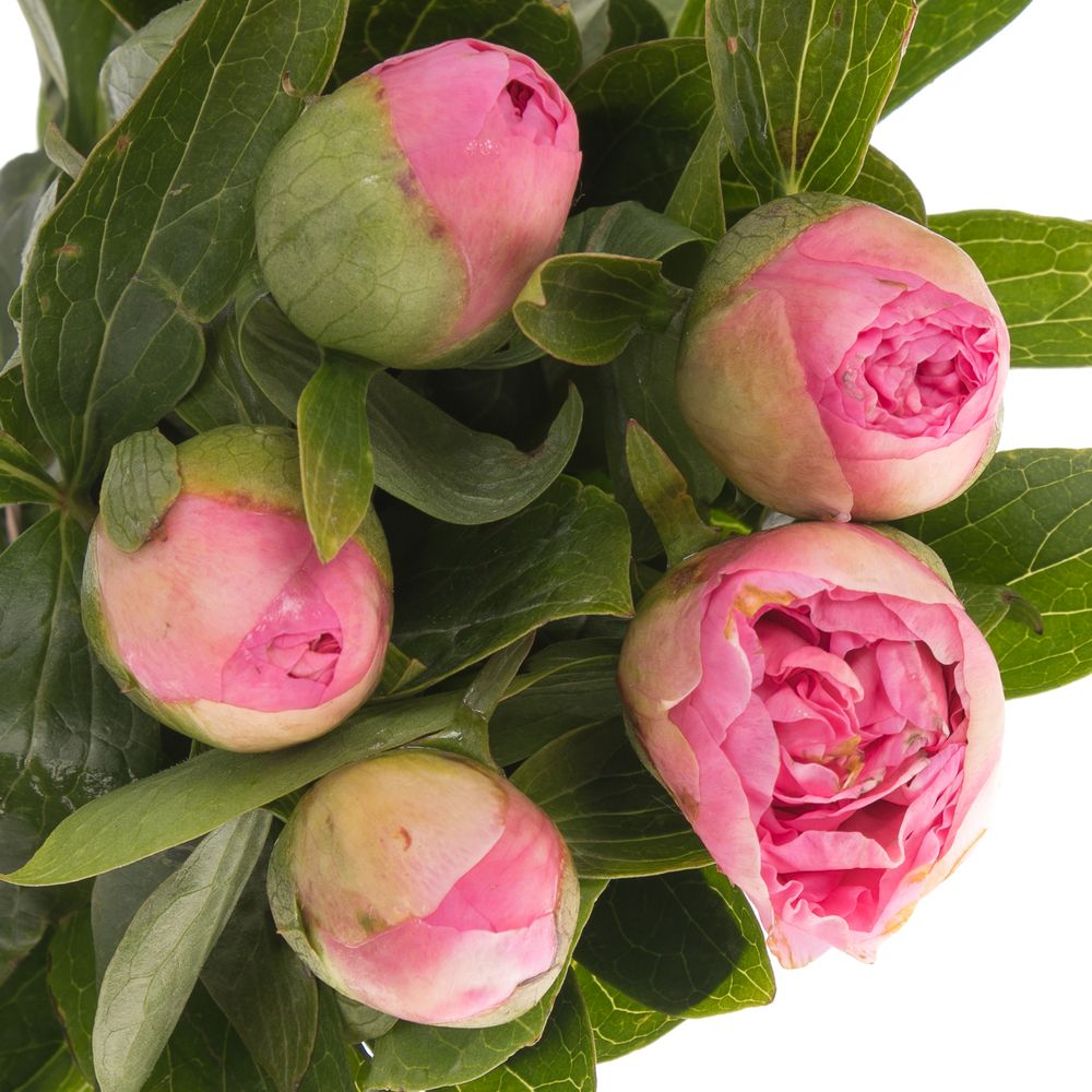 Pfingstrose rosa Bouquet 45cm