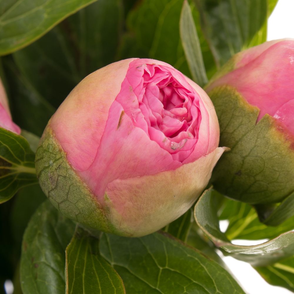 Pfingstrose rosa Bouquet 45cm