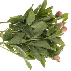 Pfingstrose rosa Bouquet 45cm