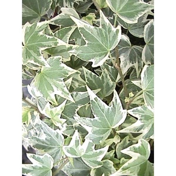efeutute im topf Pothos