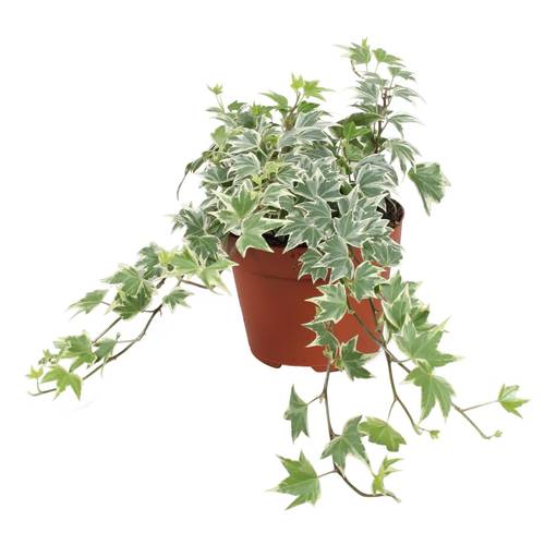 Efeu White Ripple T13