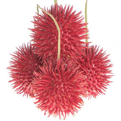 Igel rot Wachs D6cm