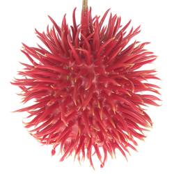 Igel rot Wachs D6cm