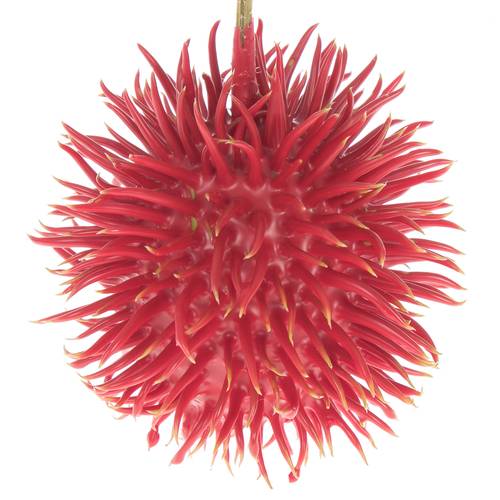 Igel rot Wachs D6cm
