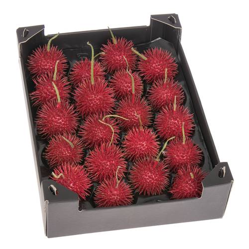 Igel rot Wachs D6cm