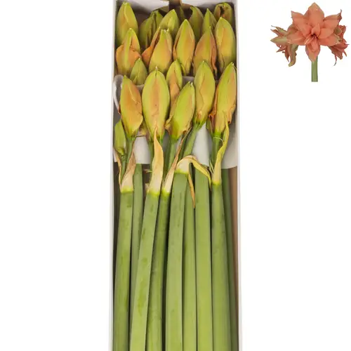 Amaryllis Krt.orange gefüllt Flam. Majesty 3 bl x 15