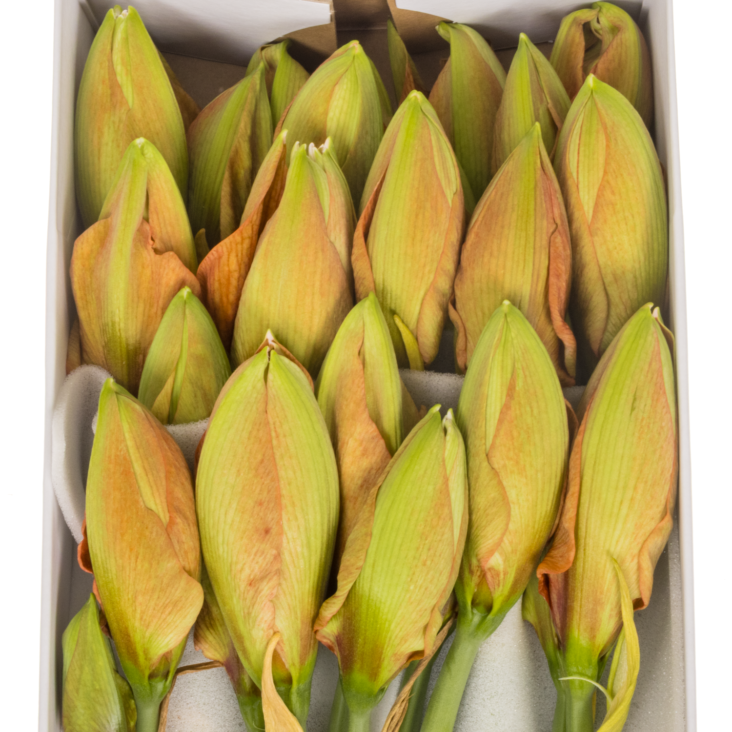 Amaryllis Krt.orange gefüllt Flam. Majesty 3 bl x 15