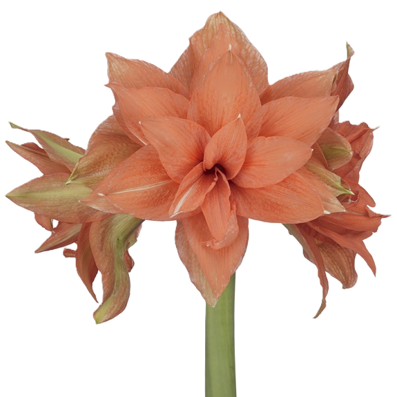 Amaryllis Krt.orange gefüllt Flam. Majesty 3 bl x 15