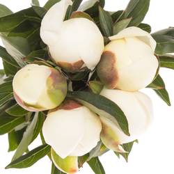 Pfingstrose rosa Nicholls 45cm