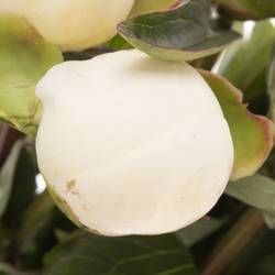 Pfingstrose rosa Nicholls 45cm