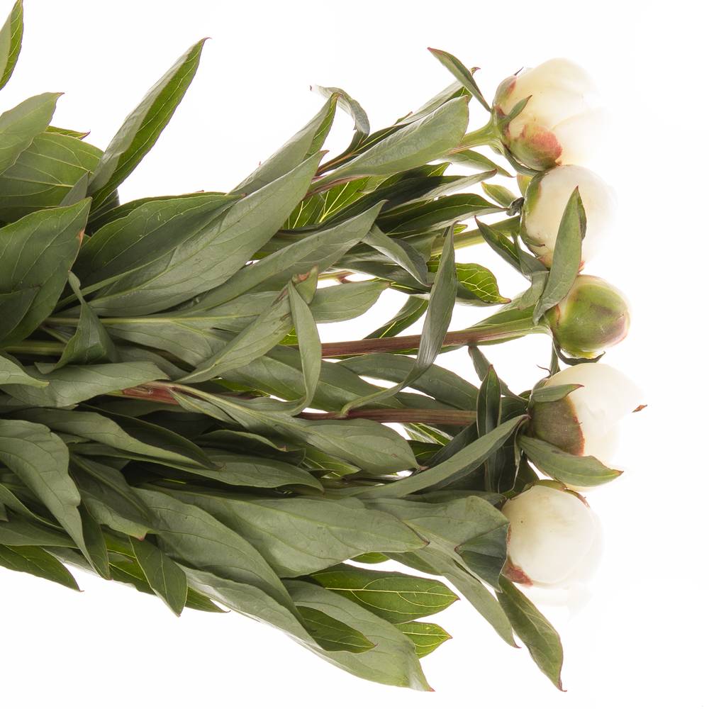 Pfingstrose rosa Nicholls 45cm