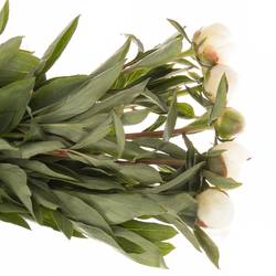 Pfingstrose rosa Nicholls 45cm