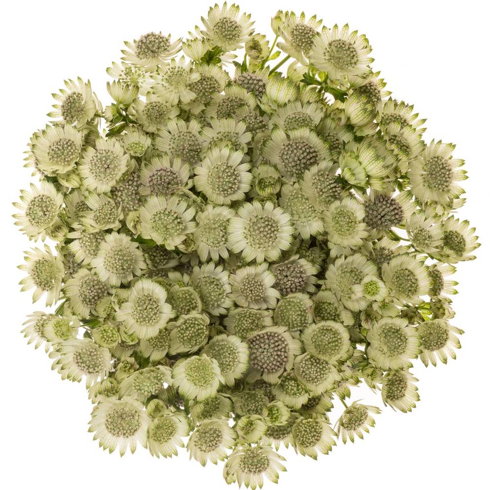 Astrantia creme/weiss Billion Stars XL 70cm