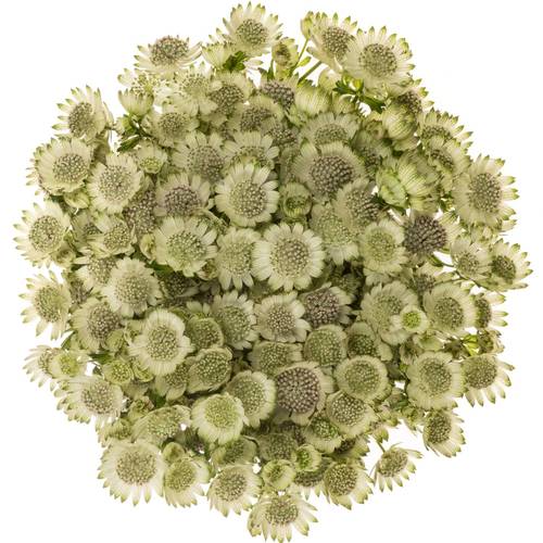 Astrantia creme/weiss Billion Stars XL 70cm