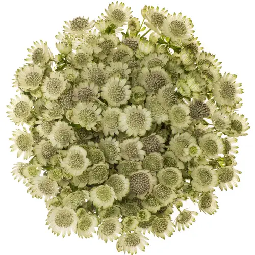 Astrantia creme/weiss Billion Stars XL 70cm