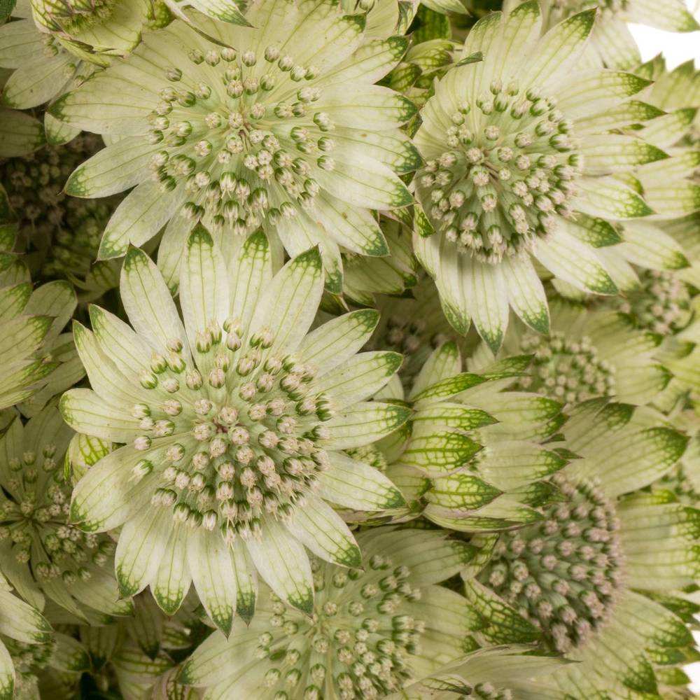 Astrantia creme/weiss Billion Stars XL 70cm