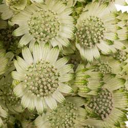 Astrantia creme/weiss Billion Stars XL 70cm