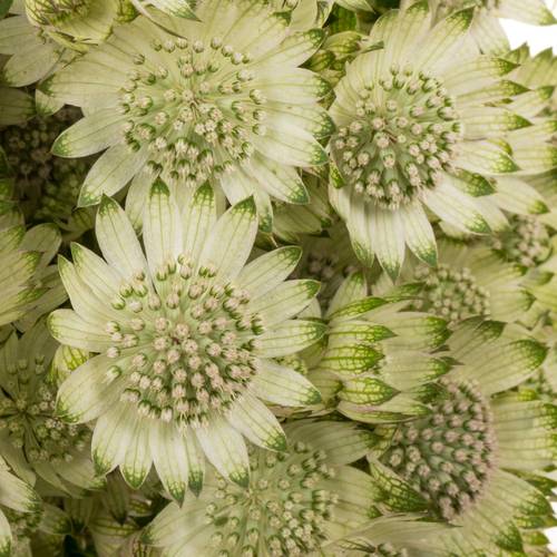 Astrantia creme/weiss Billion Stars XL 70cm