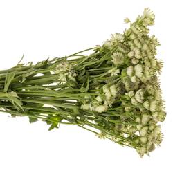 Astrantia creme/weiss Billion Stars XL 70cm