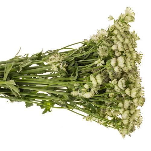 Astrantia creme/weiss Billion Stars XL 70cm