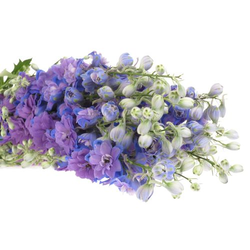 Delphinium blau Chris 70cm