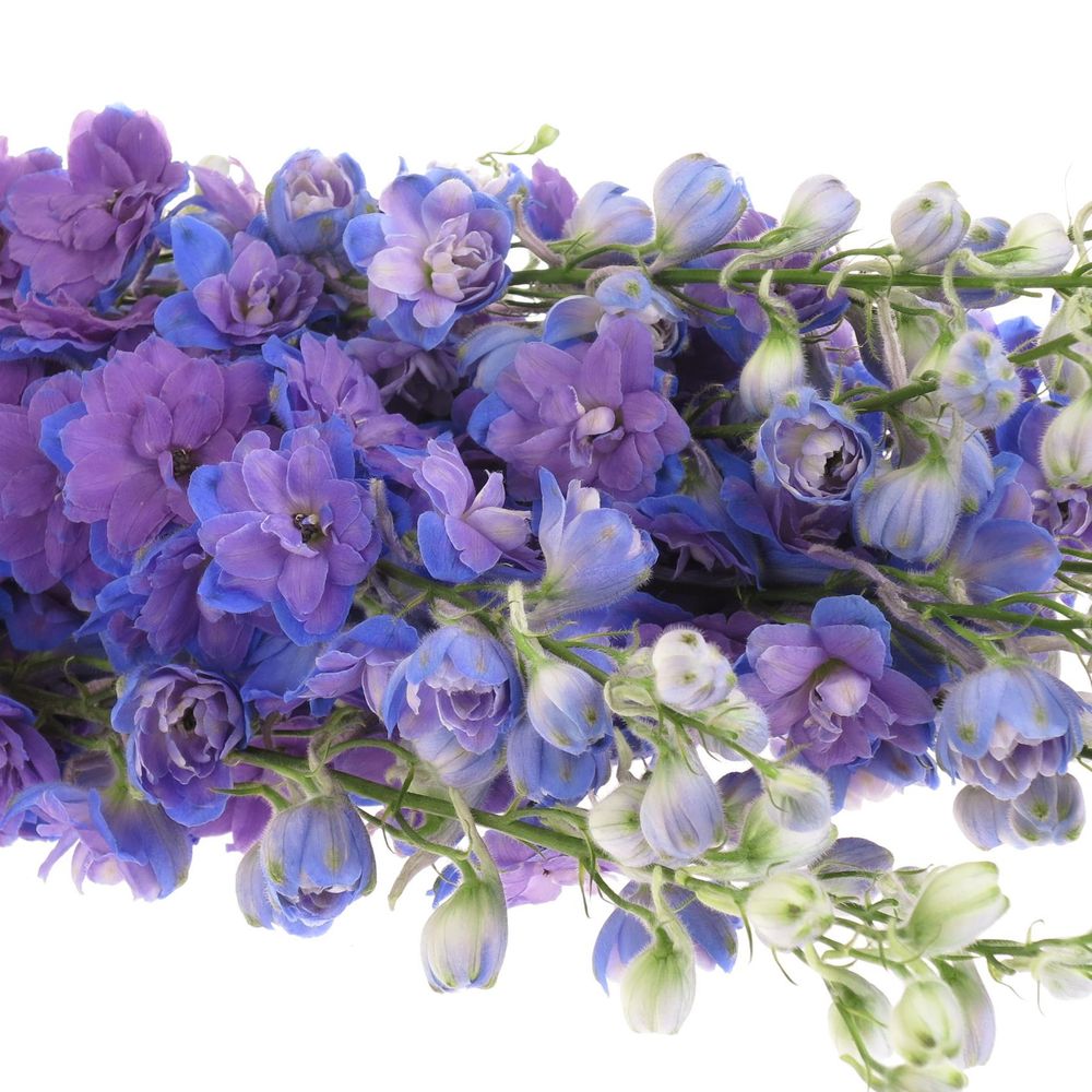 Delphinium blau Chris 70cm