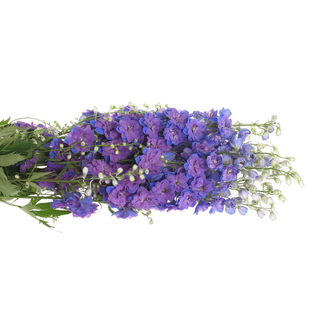 Delphinium blau Chris 70cm