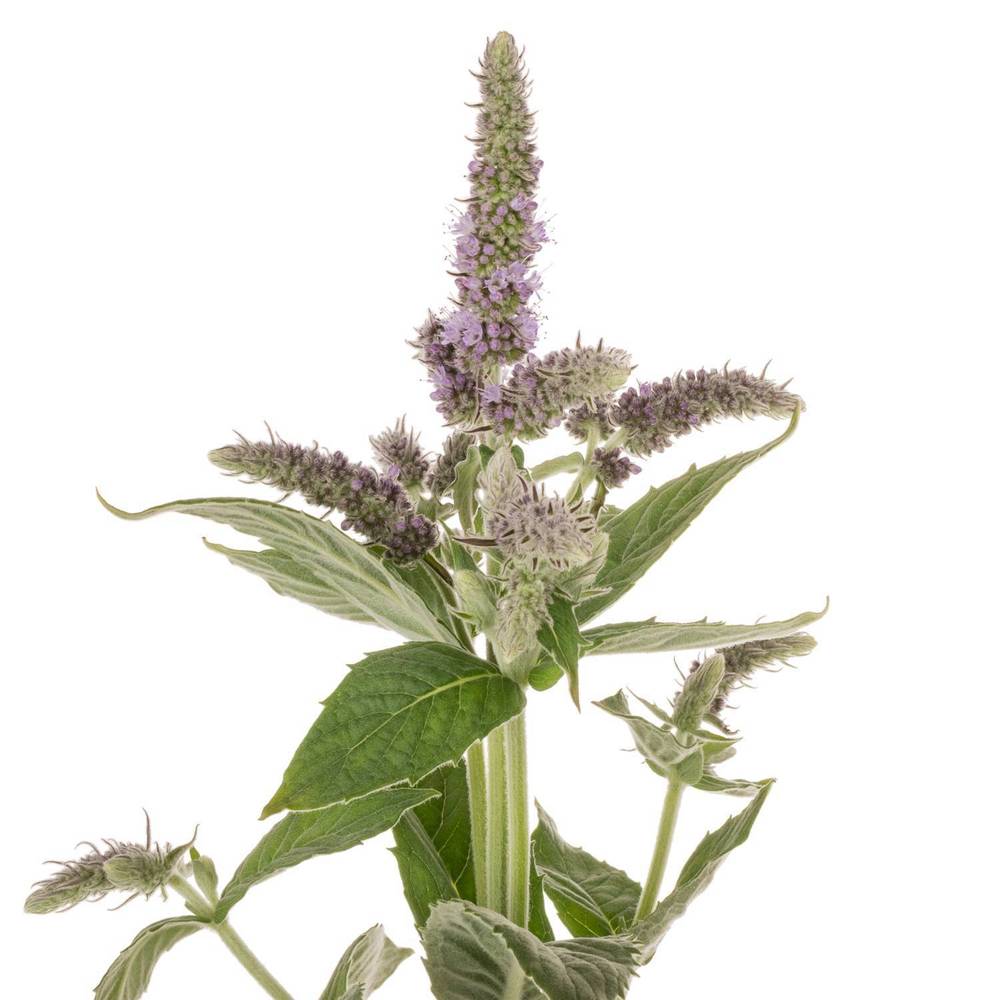 Mentha lila Silver Queen 70cm