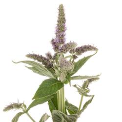 Mentha lila Silver Queen 70cm