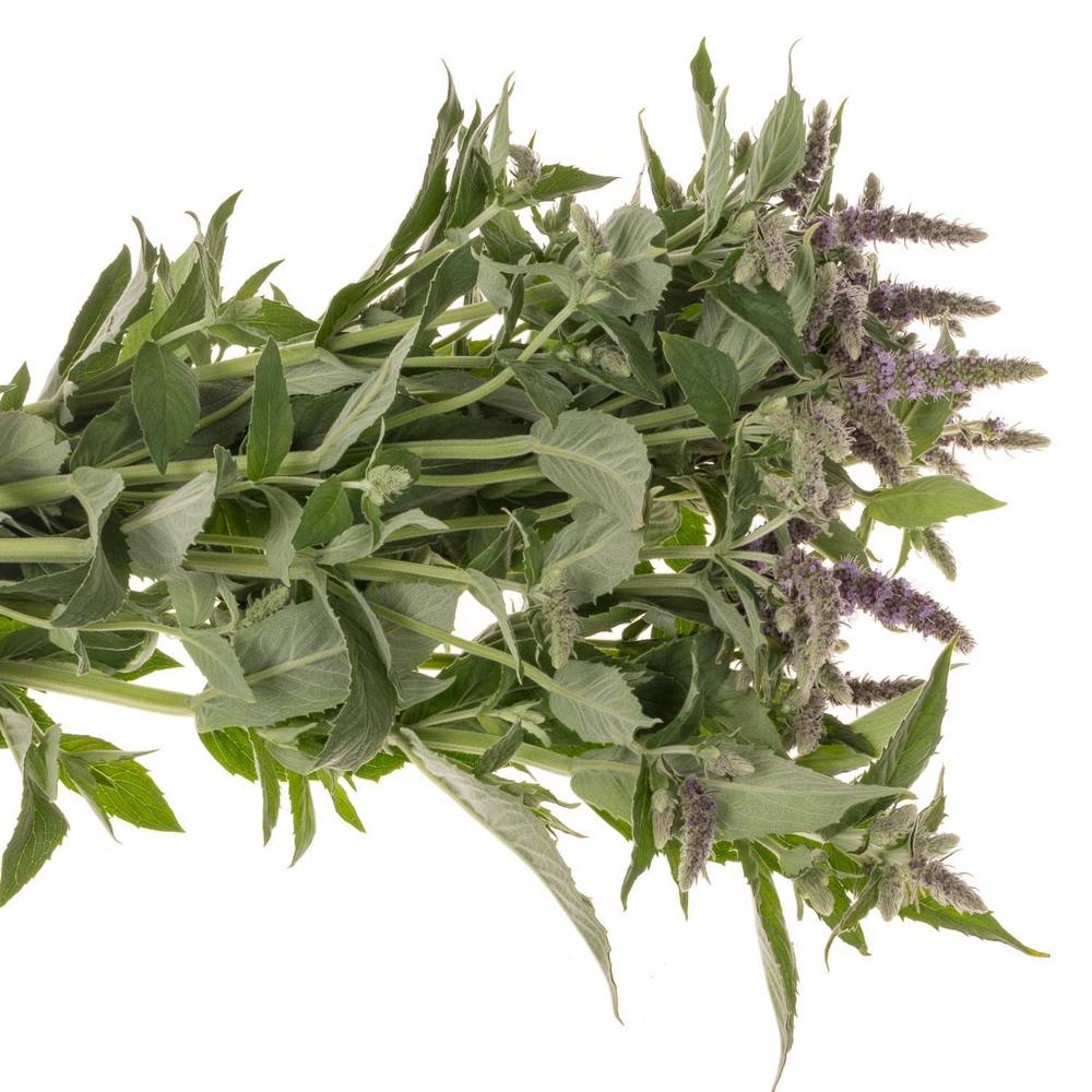 Mentha lila Silver Queen 70cm