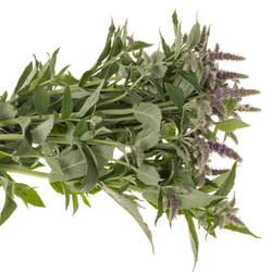 Mentha lila Silver Queen 70cm