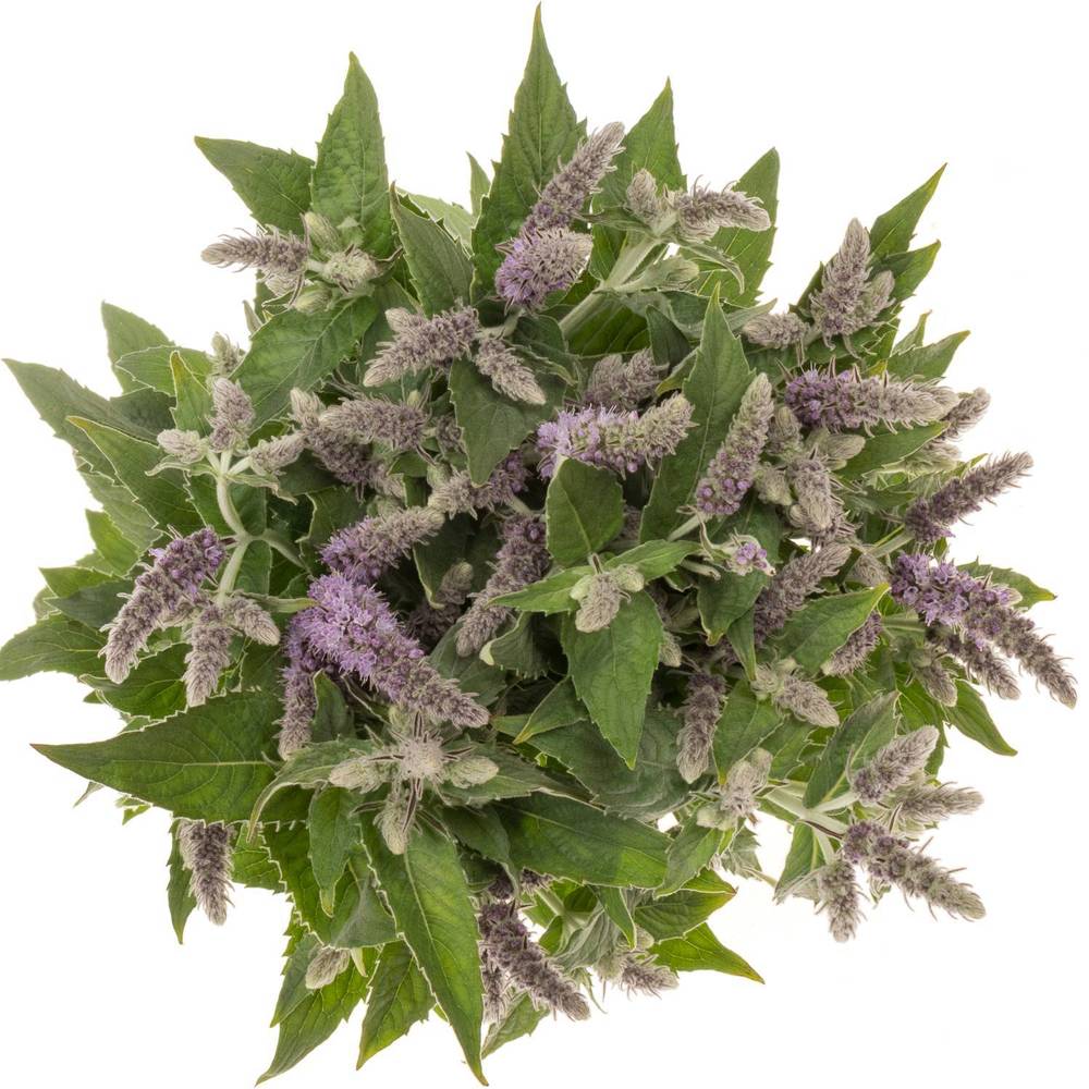 Mentha lila Silver Queen 70cm