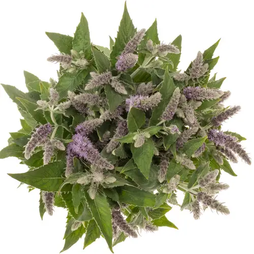 Mentha lila Silver Queen 70cm