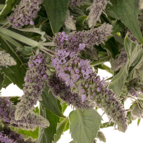 Mentha lila Silver Queen 70cm