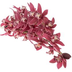 Mini Cymbidium rosa Christmas 40cm 8+Blüte