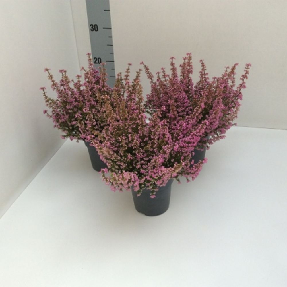 Erica Grac rosa T12 H30