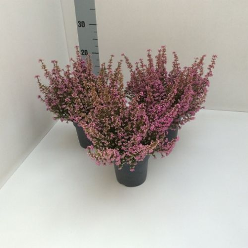 Erica Grac rosa T12 H30
