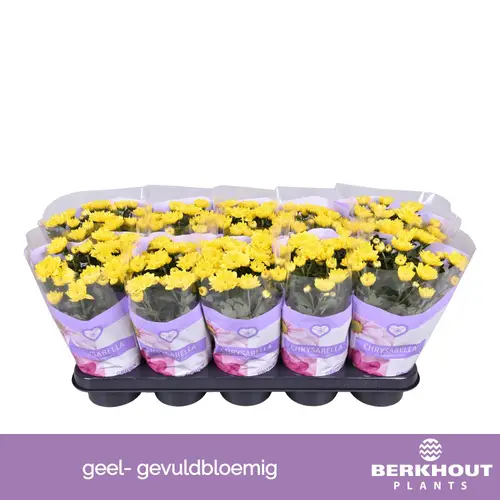 Chrysantheme gelb Cozy T12 H026