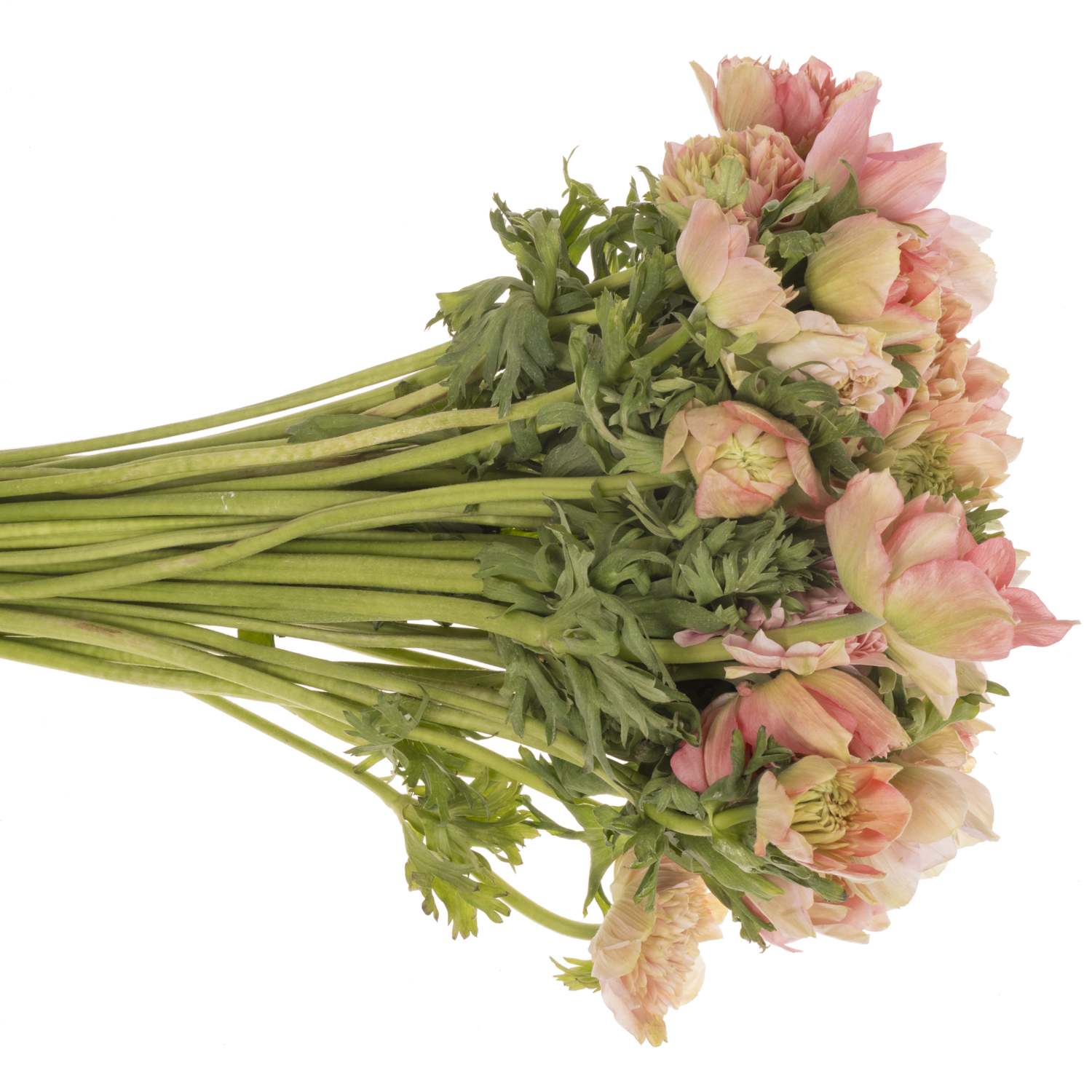 Anemone rosa / apricot gefüll Barbi Fullstar 12  40cm